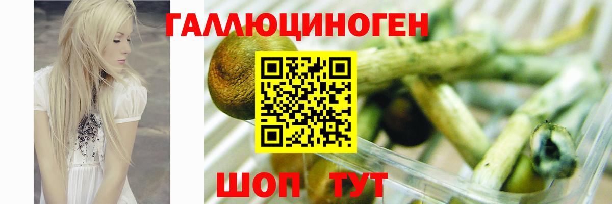 продажа наркотиков  Вход с VPN  Псилоцибиновые грибы Cubensis  Карачаевск  Псилоцибиновые грибы Psilocybe 